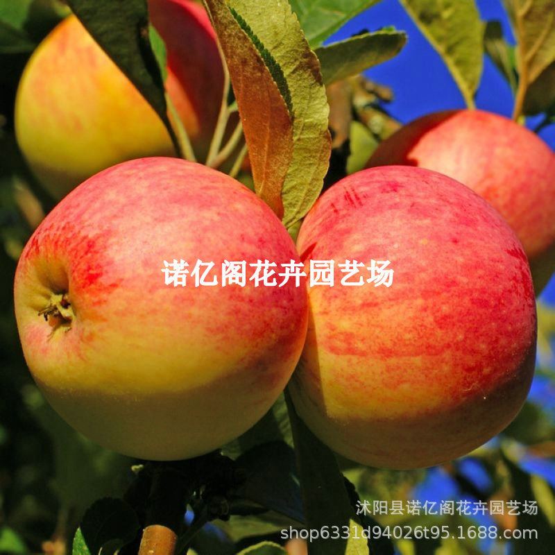 Привитые саженцы яблони Гала, раннеспелые красные яблоневые саженцы, комнатные растения для северного и южного двора, плодовые растения