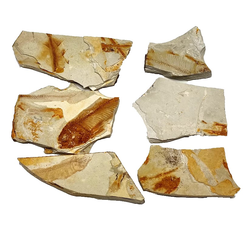 Langfin fish fossil in western Liaoning original stone ancient animal fossil trilobite fossil children's geological science popularization teaching specimen