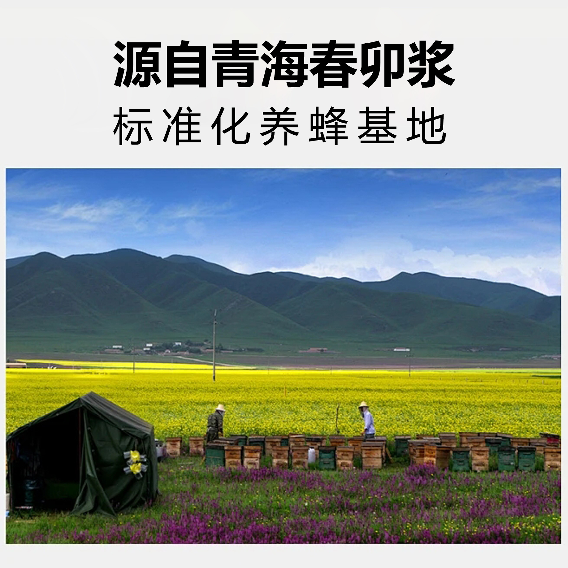 Zhuoyu Royal Jelly Wholesale Qinghai Rapeseed Royal Jelly Bee Milk Bulk Frozen Pure Product 500g Bottled