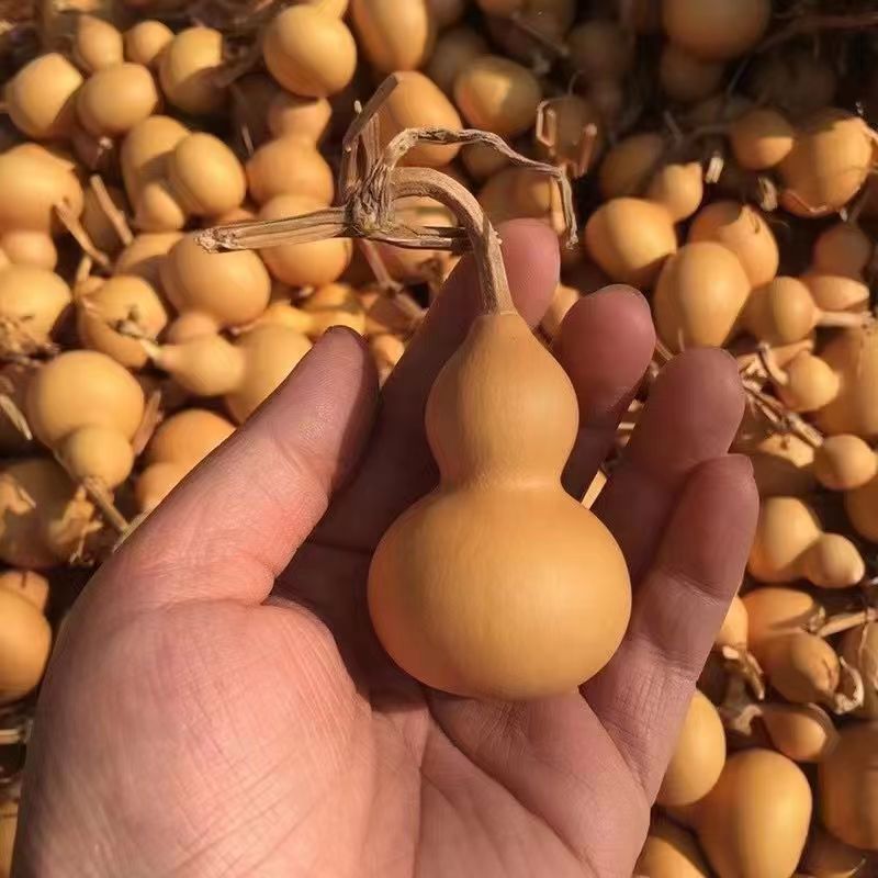 Gourd natural big gourd seed treasure small text play hand twist small gourd seed gourd retail wholesale hand twist gourd