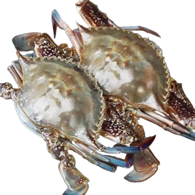 Fresh and Extra Large Seafood Pack of 1.5kg Frozen Zhejiang Sea Crabs White Crabs