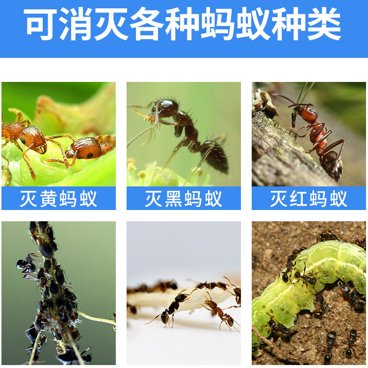 Kunning King Ant Medicine Household Indoor One-End Non-Toxic Red and Black Yellow Ant Fire Ant Insecticidal Powder Bait