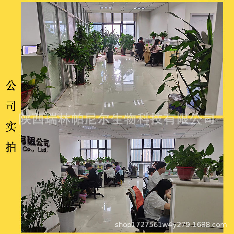 Cactus Fruit Powder, Water-Soluble Cactus Juice Powder, Solid Beverage Meal Replacement Powder, Large Quantities in Stock