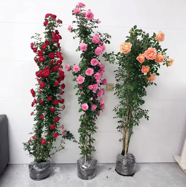 1.5м вьющаяся роза с сильным ароматом, садовая вьющаяся растение, цветущая круглый год, горшечная роза