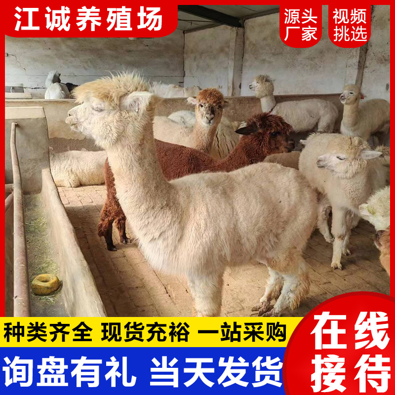 The Farm Sells Live Alpacas All Year Round. Cute Pet Paradise Interactive Feeding Alpacas. Cute Little Alpacas Price