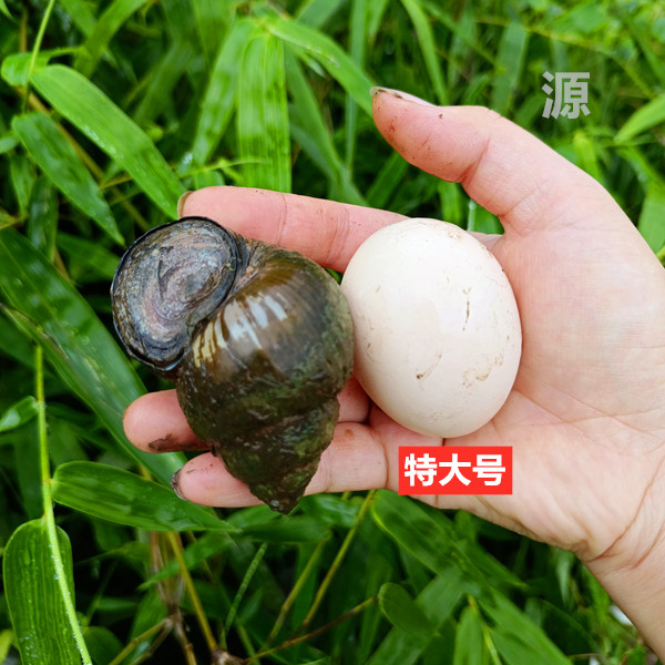 Fresh Live Snails from Rice Fields, Fishing Snails, Edible Fresh Snails, Ornamental Snails