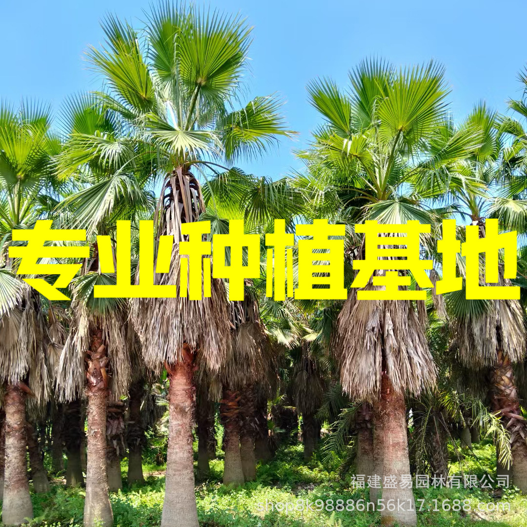 Фуцзянская изогнутая старая пальма, солнечное дерево, Цзянсу, пальма Вашингтон, старая пальма, оптовая продажа, Чжэцзян, Хуачжоу