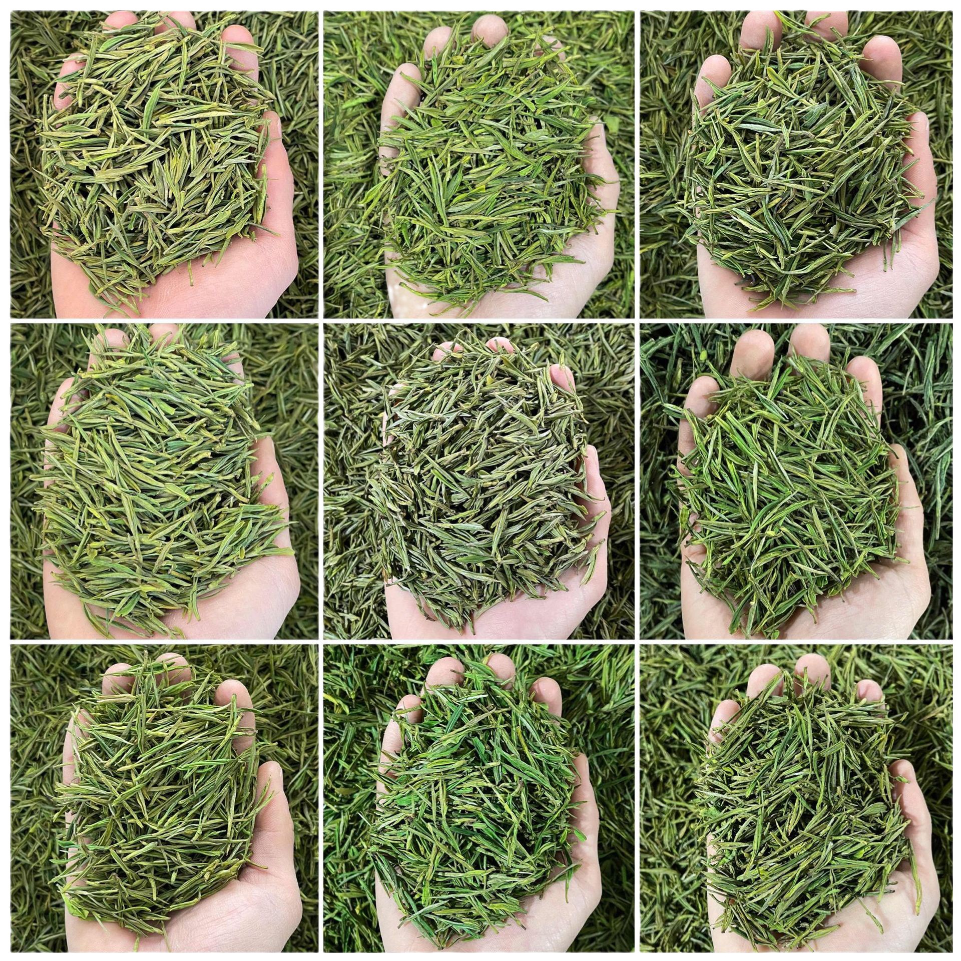 Shengu 2025 New Tea Green Tea Wholesale Market Origin Supply Manufacturer Wholesale Green Tea Sample Trial