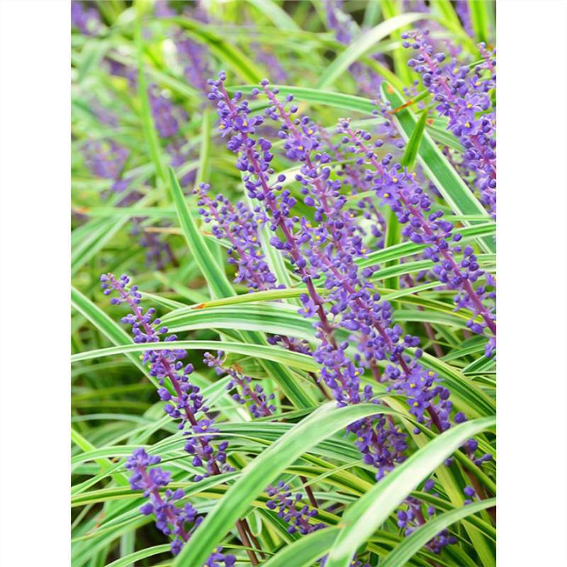 Phnom Penh Ophiopogon Japonicus Seedlings House Courtyard Lawn Greening Ground Cover Grass Flower Shade-Tolerant Broad-Leaf Ophiopogon Japonicus Cold-Resistant Auspicious Grass