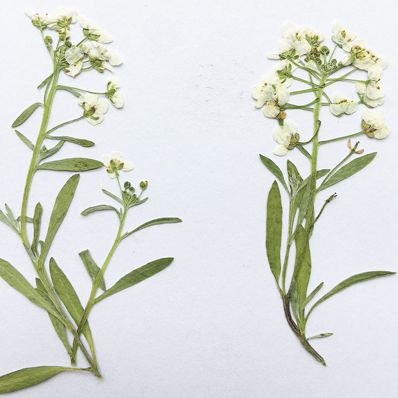 Fragrant Snowball Dried Flower Embossed Flower diy Aromatherapy Wax Candle Handmade Dropping Glue Dried Flower Mobile Phone Case Plant Specimen