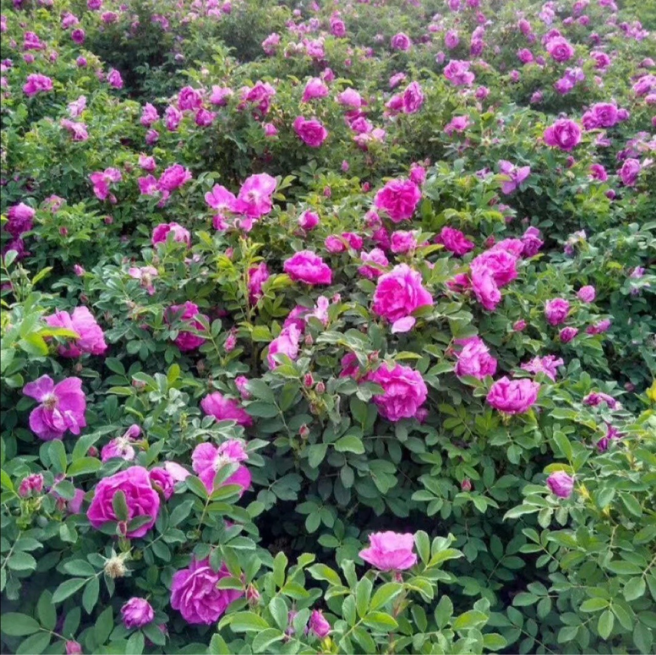 Liaoning Nursery Cold Fragrance Rose Four Seasons Rose Multi-Season Thorn Plum Cold Fragrance Rose Yellow Thorn Rose Three Seasons Blooming Color Powder