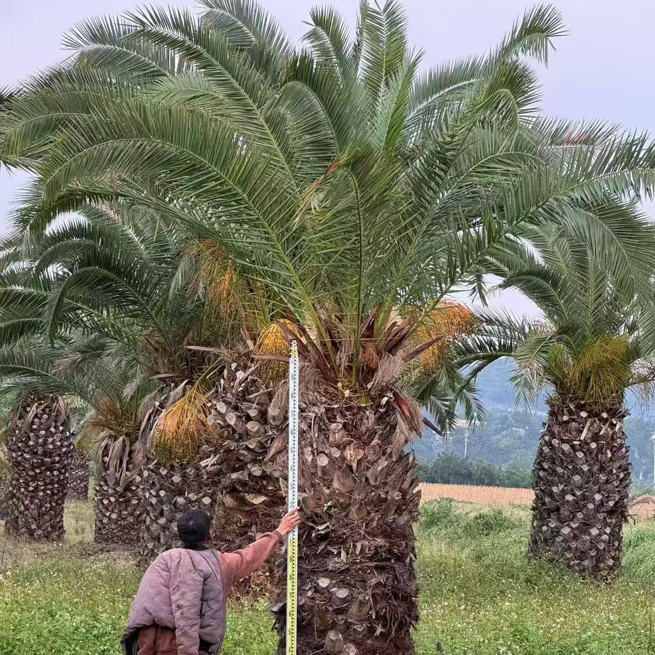 Guangdong Canary Sea Date Quotes Zhejiang Canary Sea Date Prices Fujian Canary Sea Date Tree Wholesale