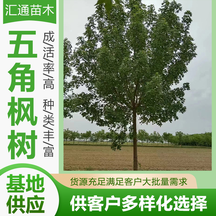 Саженцы клена Wujiaomaple для озеленения, ландшафтные деревья