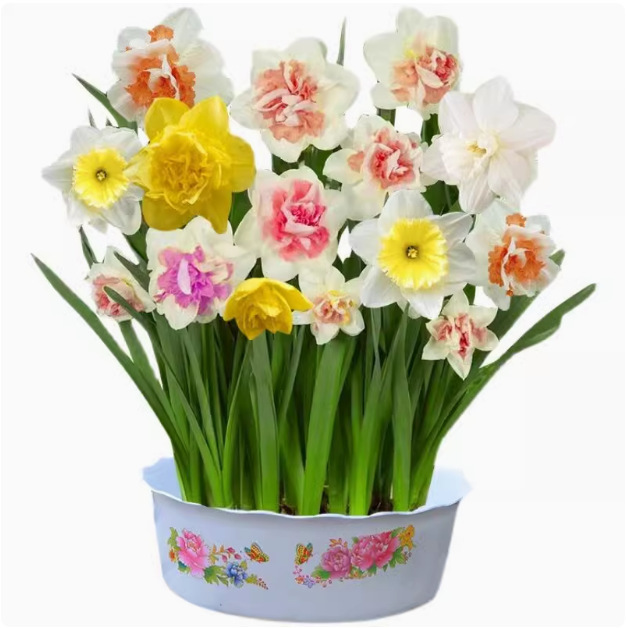 Imported Double-Flowered Narcissus Bulbs Bloom in All Seasons, Indoor Potted Florals, Winter Cold-Resistant Hydroponic Soil Florals Seeds