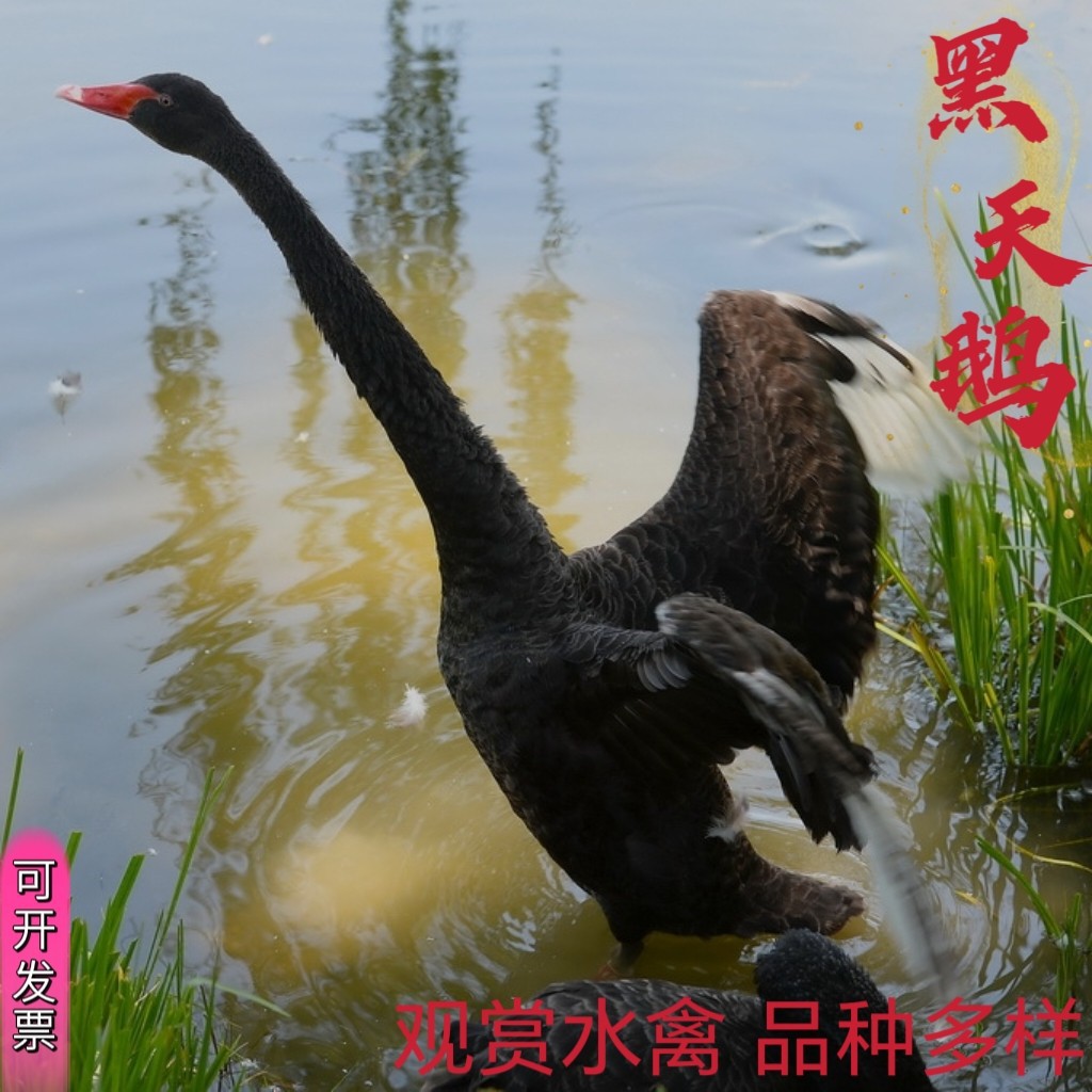 Пара чистокровных взрослых черных лебедей для декоративных целей, цена за одного взрослого черного лебедя