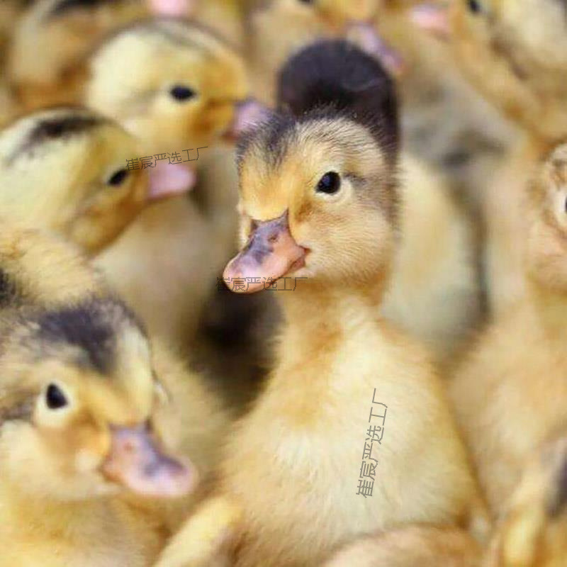 Только крупные живые утята селезня, высокопродуктивные утята-несушки, быстрорастущие породы, полные вакцины, бесплатная доставка