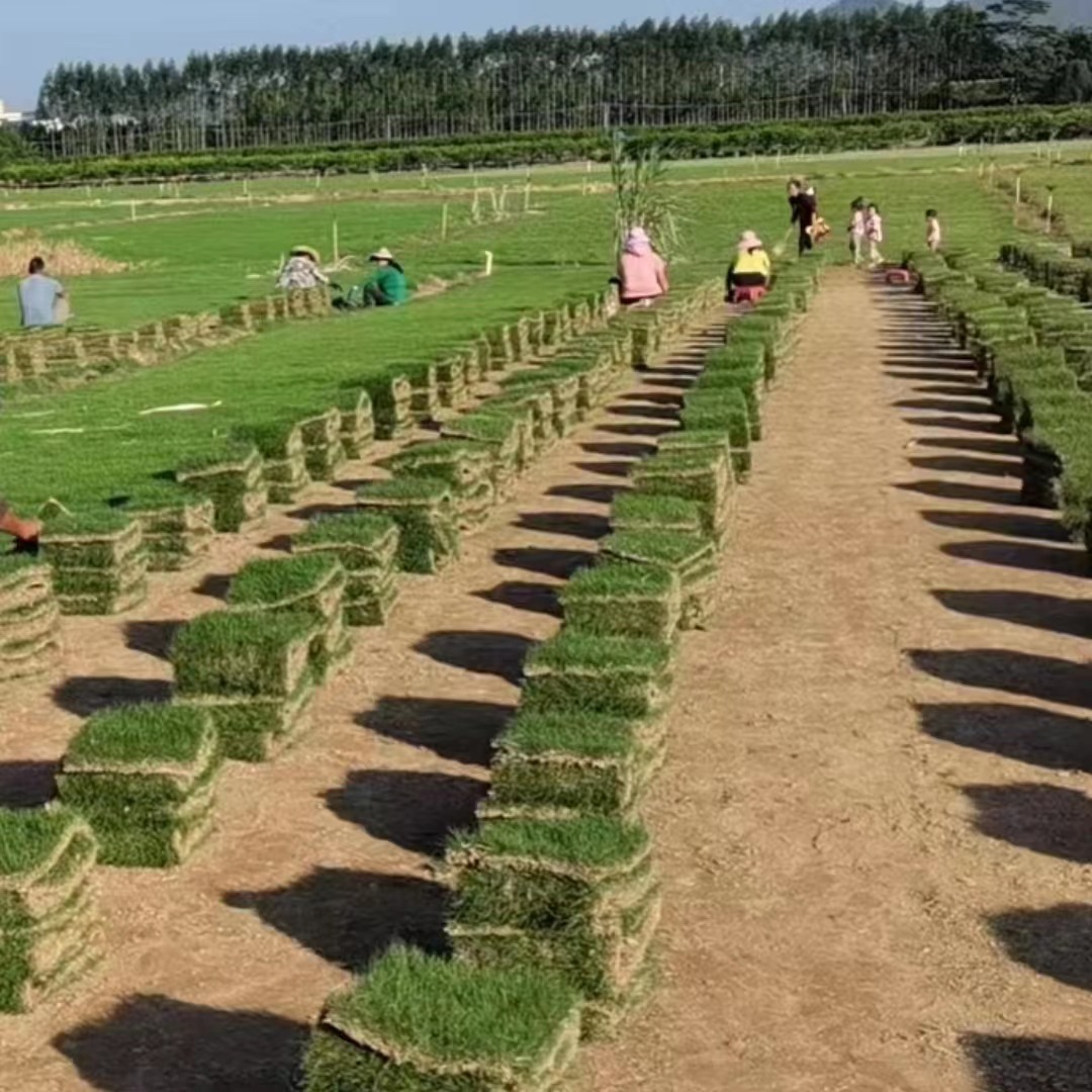 Lawn with Soil, Real Turf, Garden Road Greening Project, School Lawn, Playground Turf, Football Field, Real Lawn