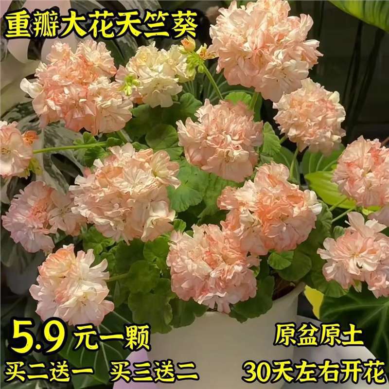 Double-Flowered Geranium Potted Flower Seedlings Bloom All Year Round in the Courtyard, Indoor and Outdoor Balconies, Easy-To-Grow Flower Pots