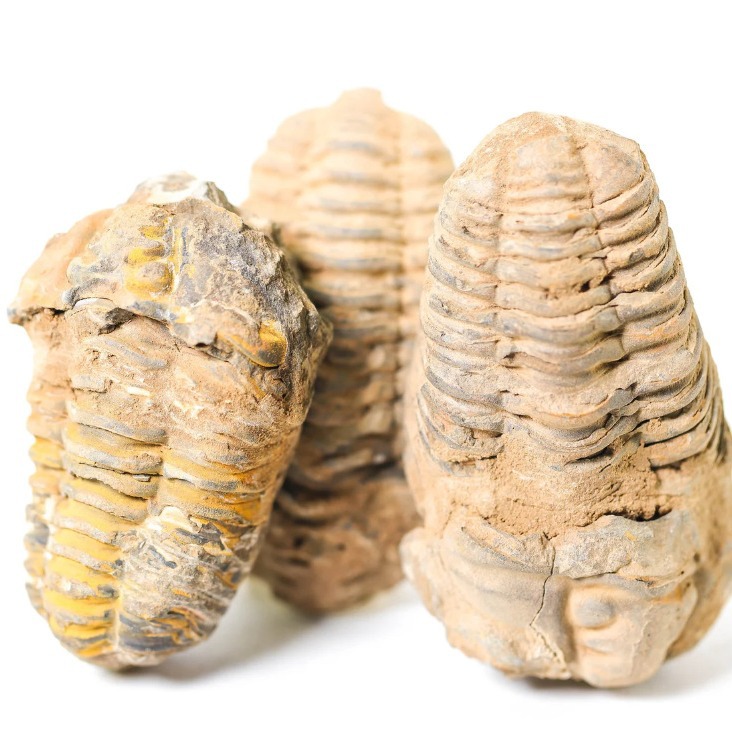 Fossil Specimen of Mosasaur Teeth, Shark Teeth, Pink Ammonite, Trilobite, Sand Tiger Shark Raw Stone Collection Finished Product