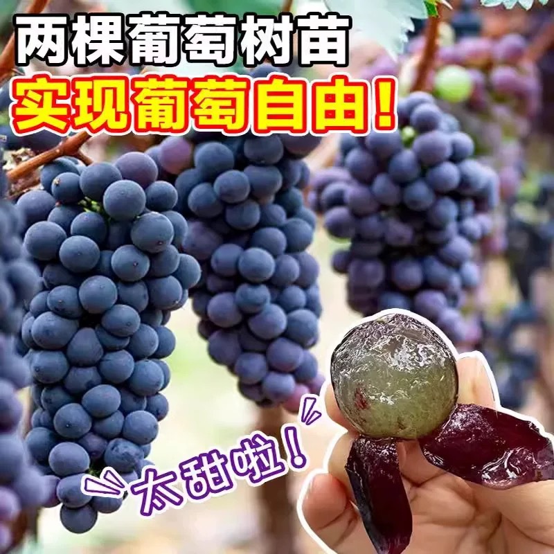Grapevine Dajufeng Grape Seedlings Climbing Vines Sunshine Rose Cold-Resistant Sapphire Fruit Trees Planted in the North and South Fruit Seedlings