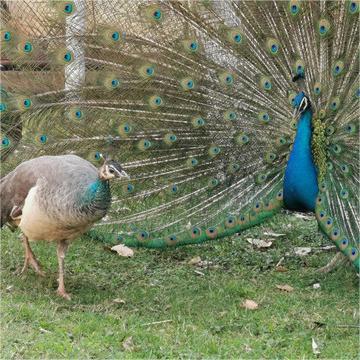 Blue Peacock Live Peacock Seedlings White Peacock Flower Peacock Male and Female Pair Scenic Spot Ornamental Bird Peacock Cubs Seedlings