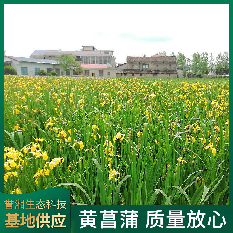 Желтый камыш, желтые цветы, ирис, водные растения, водные растения для прудов, пруды, озеленяющие растения, саженцы желтого камыша