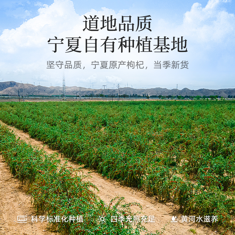 Lycium barbarum Lycium barbarum dried Lycium barbarum Ningxia special grade 250g large grain head stubble authentic gouqi tea male kidney red Lycium barbarum