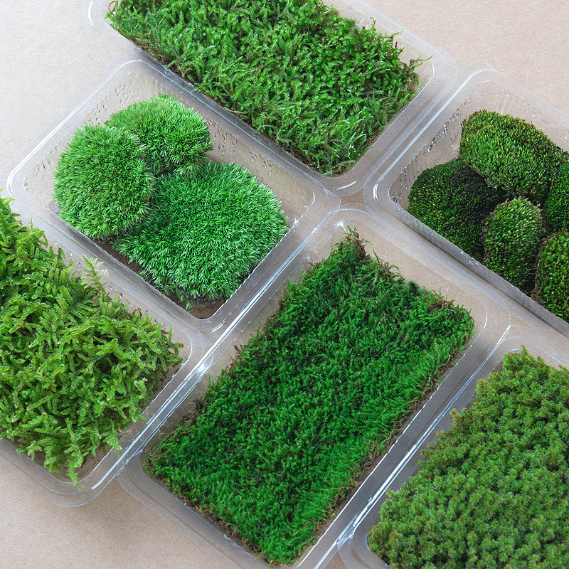 Fresh Moss Micro-Landscape Plant Bonsai Potted Paving All Year Round Water and Land Tank Rockery Grass White Hair Moss Short Velvet Moss