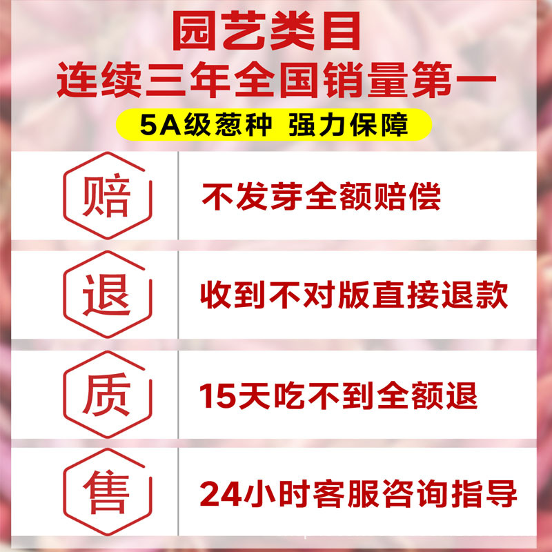 Authentic Red Onion Seeds from Guangdong and Sichuan, All-Season Small Fragrant Onion Seeds, Local Fire Onion Wholesale