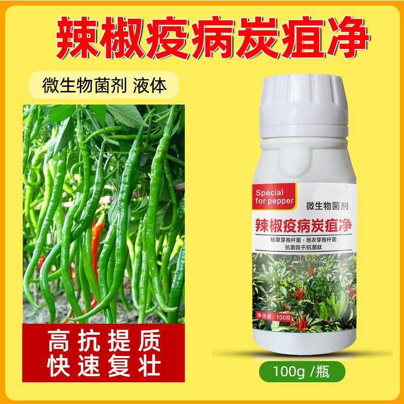чили бактерии очистка чили антракноз серый плесень увядание мягкая гниль утреннее и вечернее увядание чили микробное средство