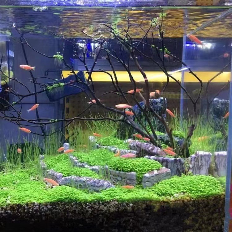 Wholesale mini leaf fish tank foreground grass water grass seeds landscaping beautiful aquatic plant in stock large discount