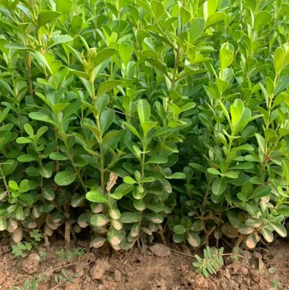 Greening Saplings Are Planted in the South and North, Boxwood Courtyard Ground Planting, Potted Boxwood Balls, Hedges, Green Plants, Evergreen Shrubs