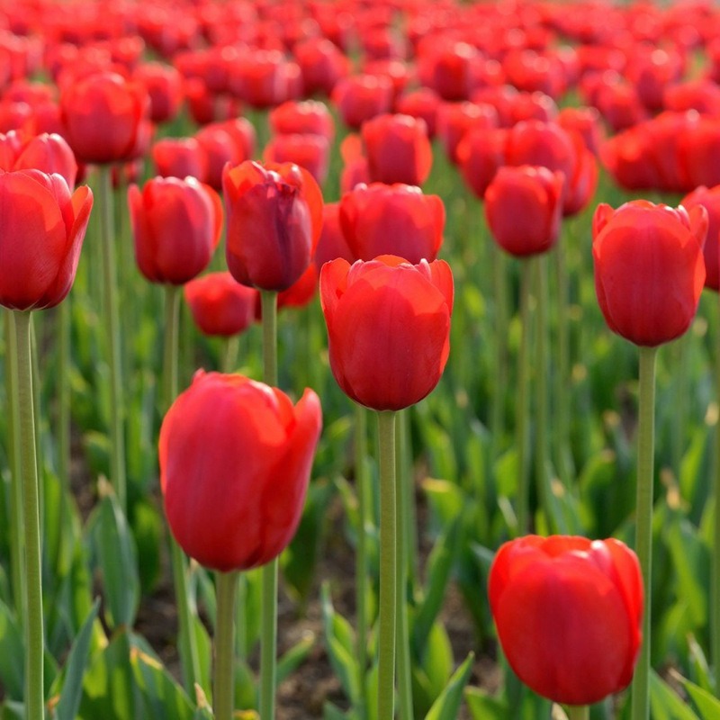 Tulip Bulbs, Perennial Flower Seeds, Soil Culture, Hydroponic Florals, Indoor and Outdoor Courtyard Planting, Tulip Flower Bulbs