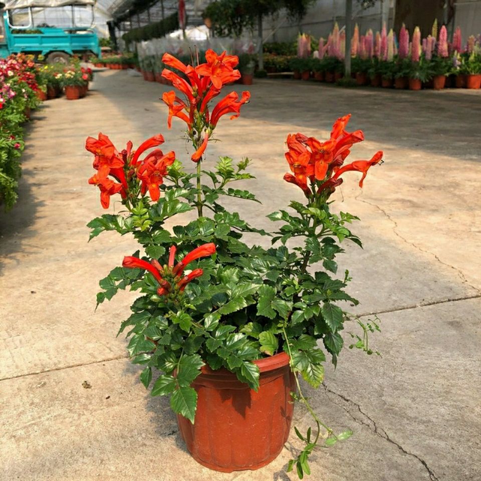 Balcony Flower Pots with Hard-Barked Morning Glory, South African Annual Flowering Firecracker Flower, Four-Season Morning Glory