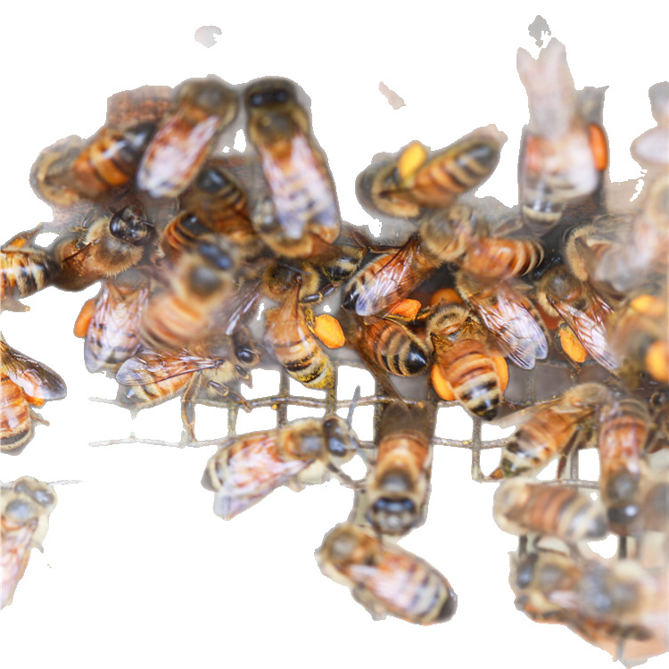 Xinbee garden tea pollen tea powder edible bee pollen 500g a bottle wholesale