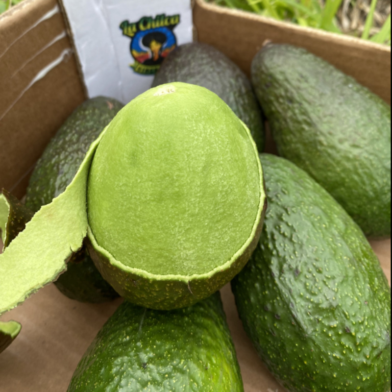 Yunnan Avocado Whole Box Free Shipping Seasonal Fresh Fruit Supplement Avocado Avocado One-Piece Dropshipping
