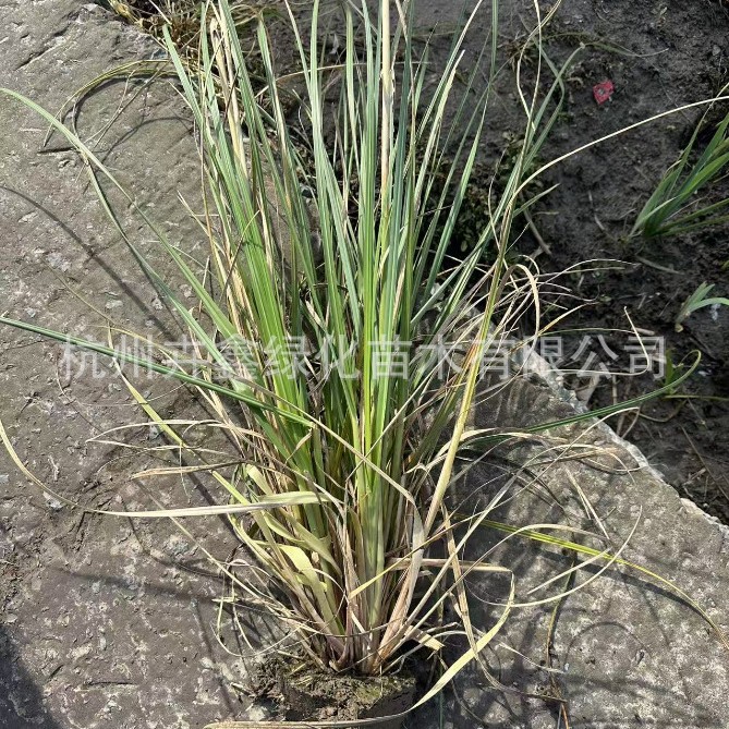 The Base Sells a Large Amount of Dwarf Cattails, Evergreen Cattails, Reeds, Bamboo, Calamus, Beauty Iris