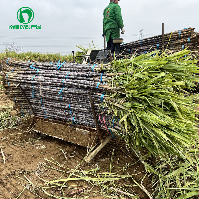 Guangxi Black-Skinned Sugar Cane Planting Base, First-Class Black-Skinned Fruit Sugar Cane, Crispy, Sweet and Juicy, Directly Supplied from the Source