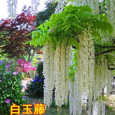 Wisteria Saplings, Climbing Vines, Courtyard Walls, Four-Season Flowering Potted Flower Seedlings, Green Plants, Florals, Vines, Purple Wisteria