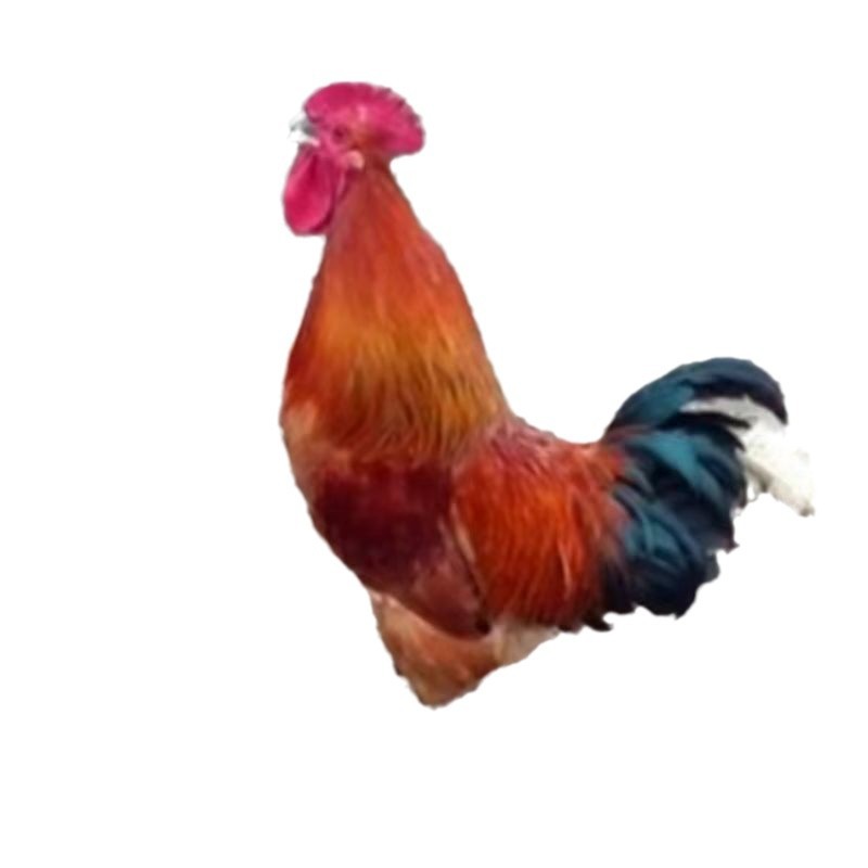 The Manufacturer Directly Sells Chicken Chicks with Green Feet and Red Feathers. Live Running Pheasants Are Easy to Live and Easy to Raise. Free Breeding Technology Is Provided