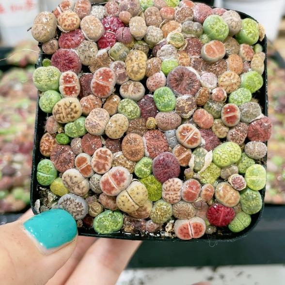 Горшок с цветами живых каменных цветов и комнатных растений готов к отправке. Горшки 7 см отправляются по реальным фотографиям и отобраны для доставки