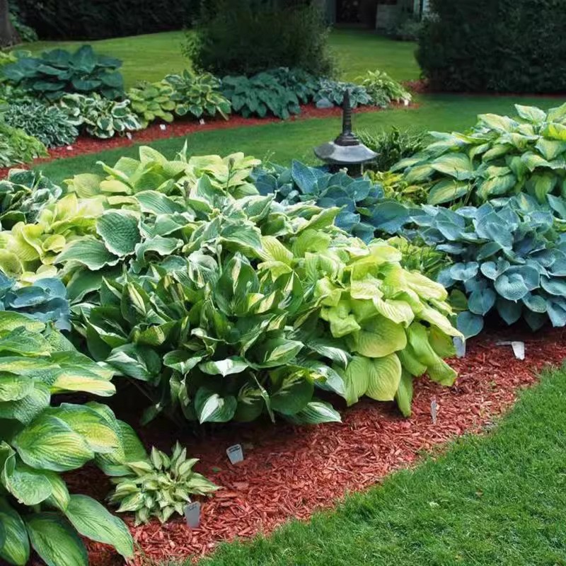 Семена цветов хосты многолетние травянистые цветы легкие в уходе на все сезоны белый чашелистик белый цветок журавля семена для сада в горшках