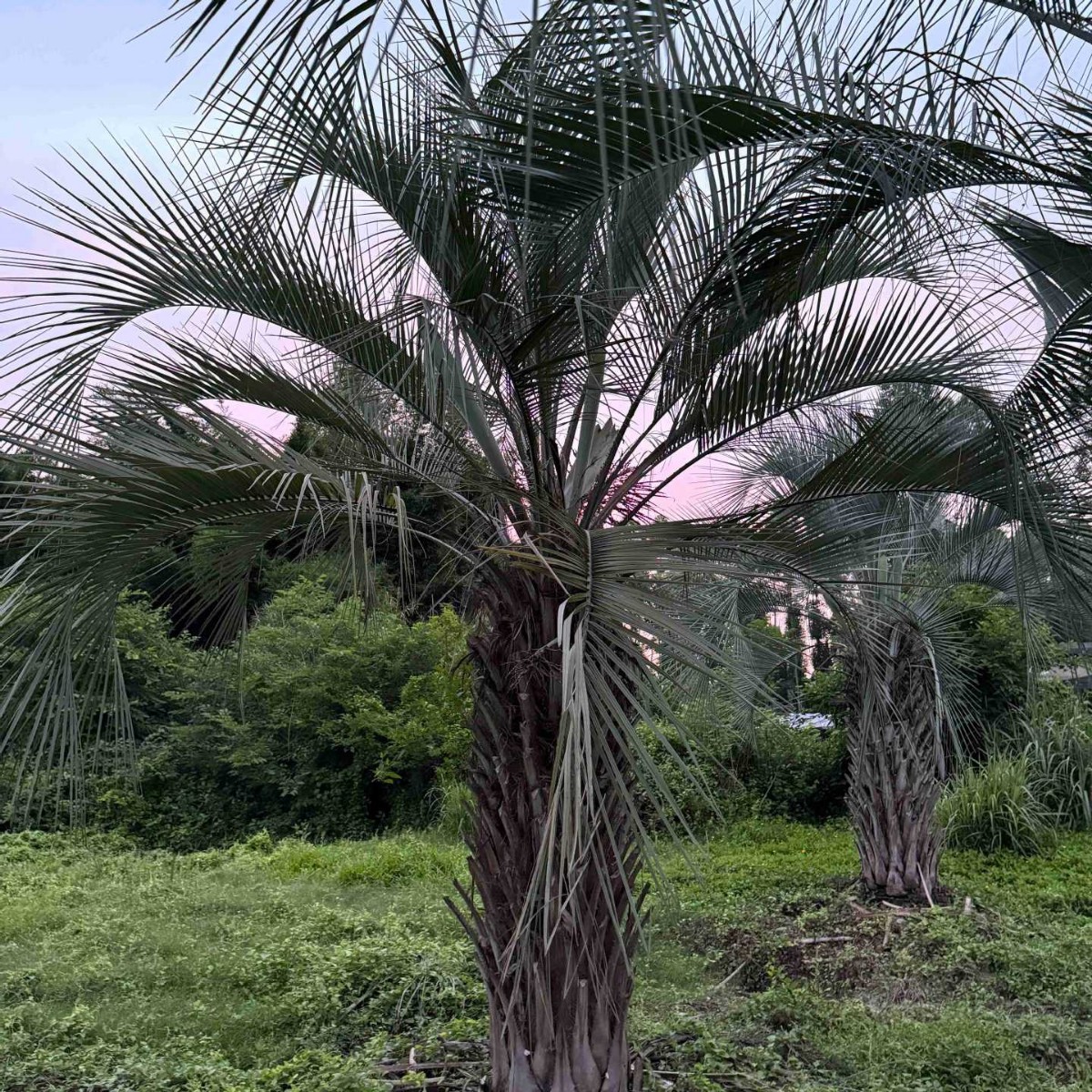 Fujian Tropical Plant Budi Coconut Tree Henan Budi Coconut Price Jiangsu Budi Coconut Base Wholesale