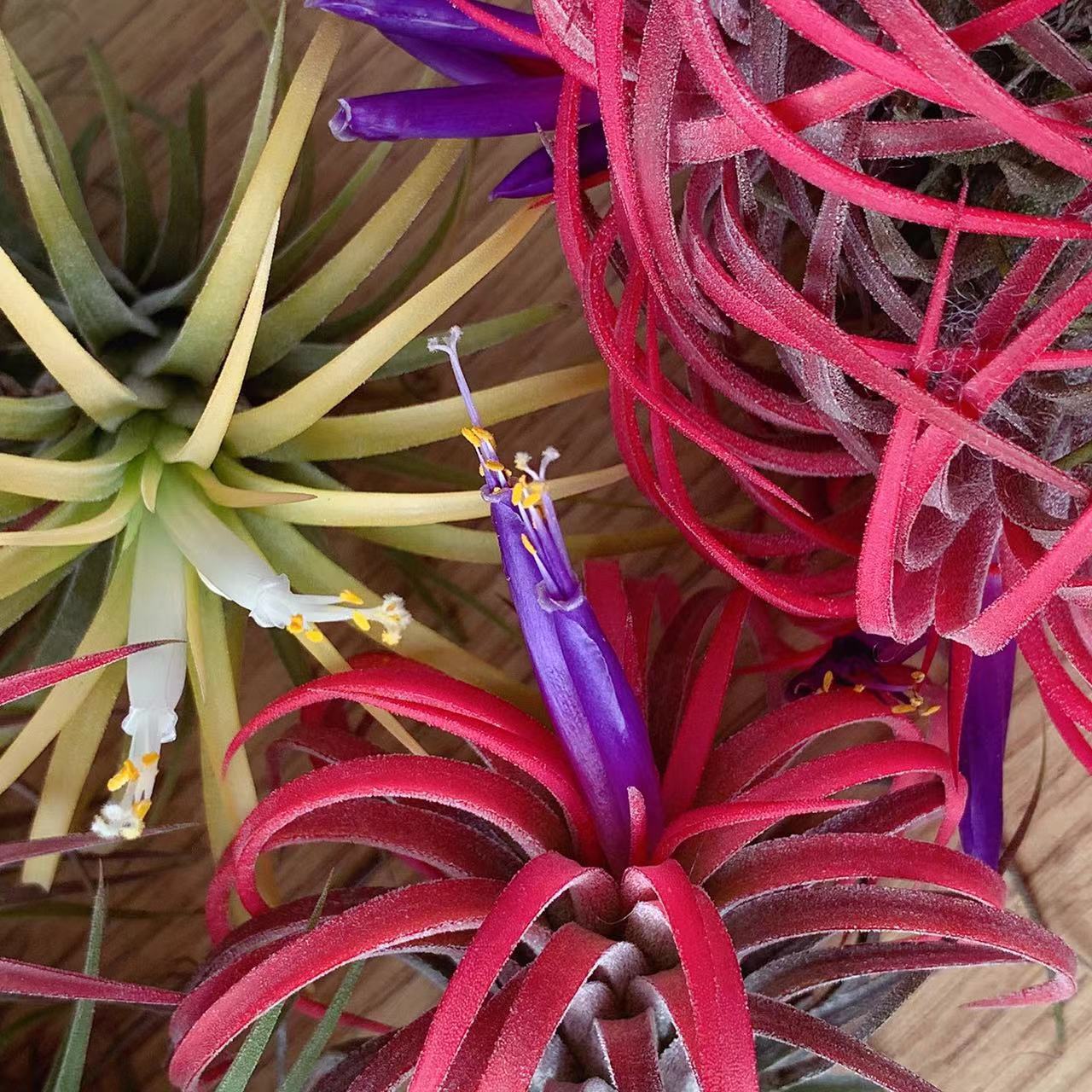 Прямые поставки с фабрики, базовая доставка, воздухопроницаемый ананас, безземельное растение, Лупра, эльф Купидон