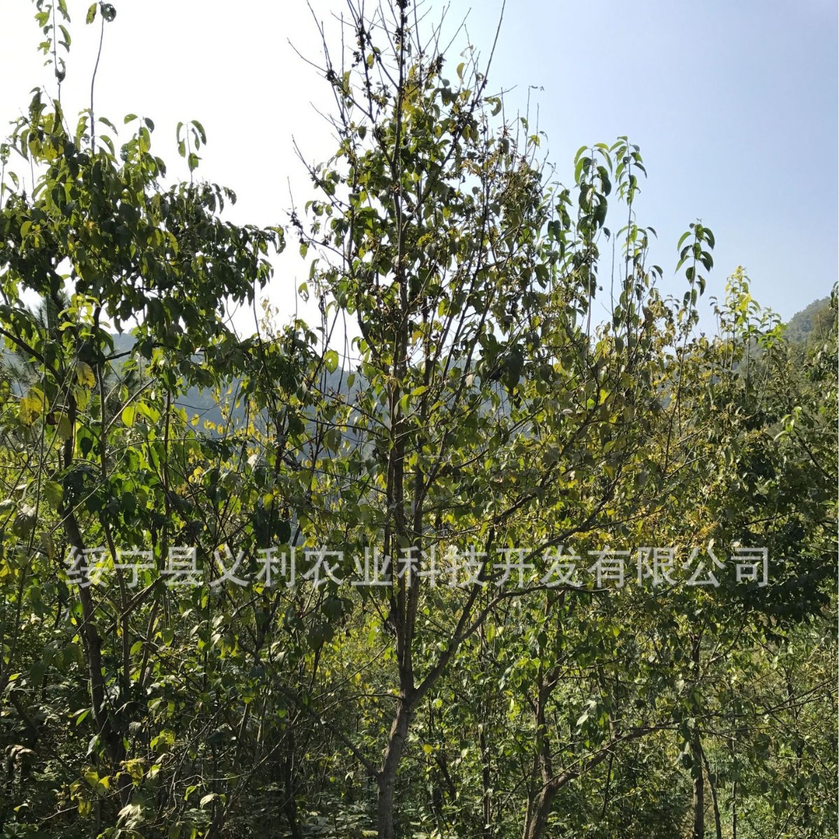 Wholesale Supply of Eucommia Tea, Eucommia Leaf Tea, Genuine 500g, Direct Sales from the Manufacturer, Honest Business, Affordable Price