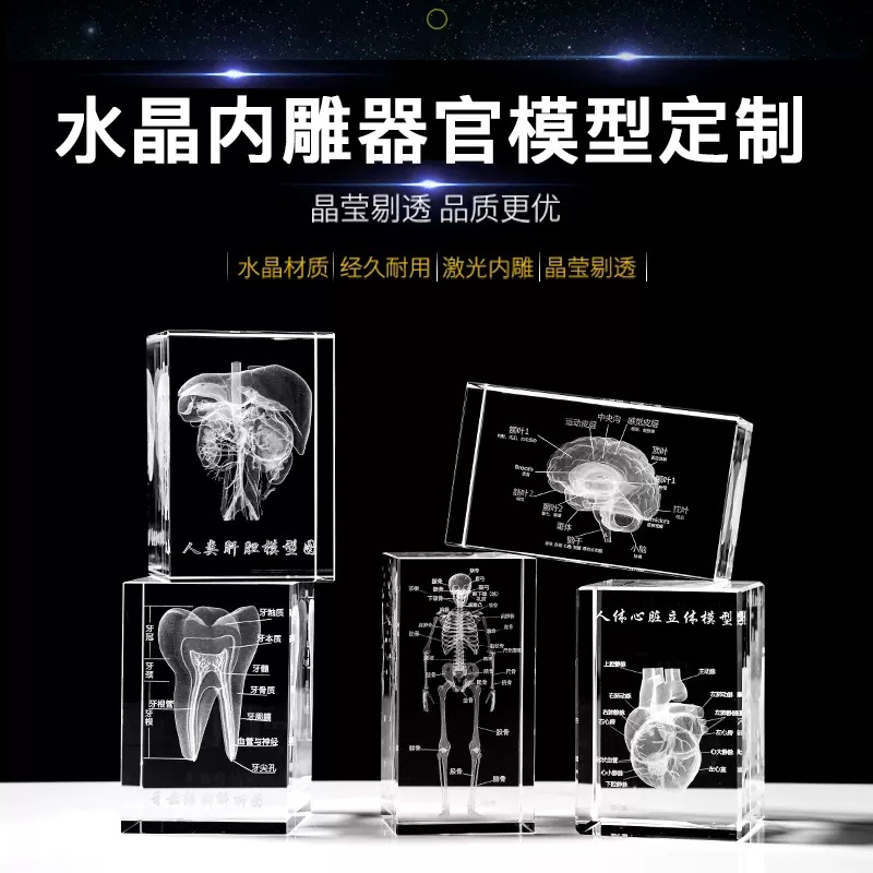 Cross-Border Crystal 3D Internal Carving Dental Bone Model Ornament Brain Heart Display Specimen Medical Student Graduation Souvenir