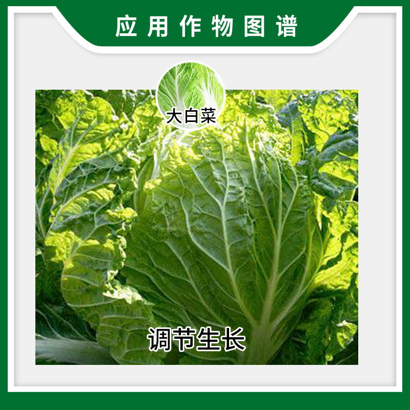Listed Treasure 8% Amine Ester Improves Cabbage Chlorophyll and Regulates Plant Water Balance Growth Regulator Wholesale