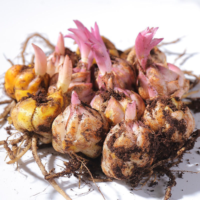 Лилии луковицы цветут в любое время года, комнатные и уличные цветы, изысканные цветочные горшки, семена лилий легко выращивать и ухаживать, с двойными лепестками