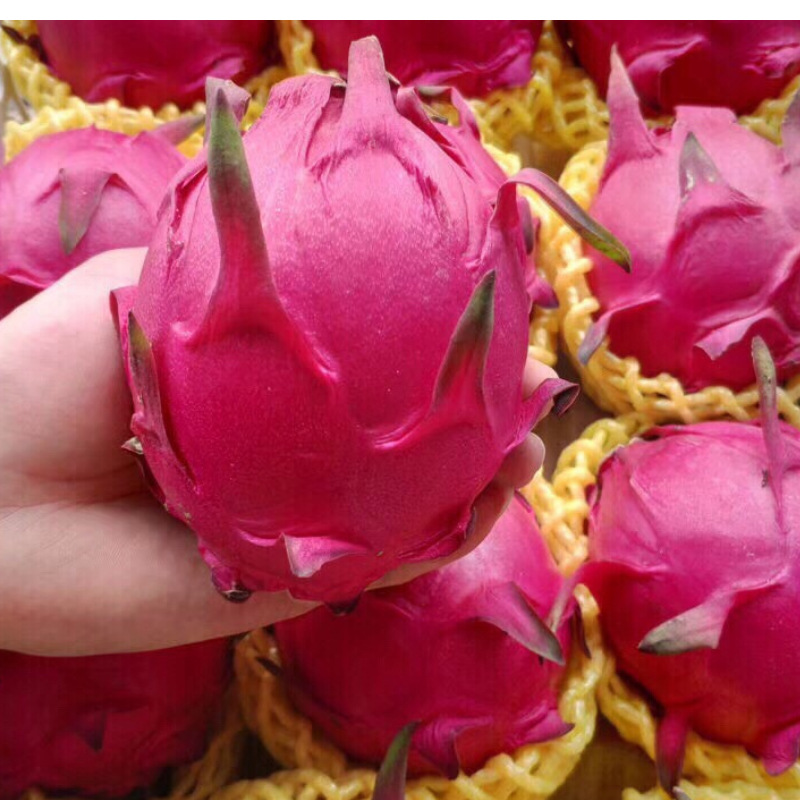 [Year-Round] Hainan Red Heart Pitaya Delivery 1.5kg Jindu No. 1 Fresh Fruit for Pregnant Women Non-Swallow Nest Fruit