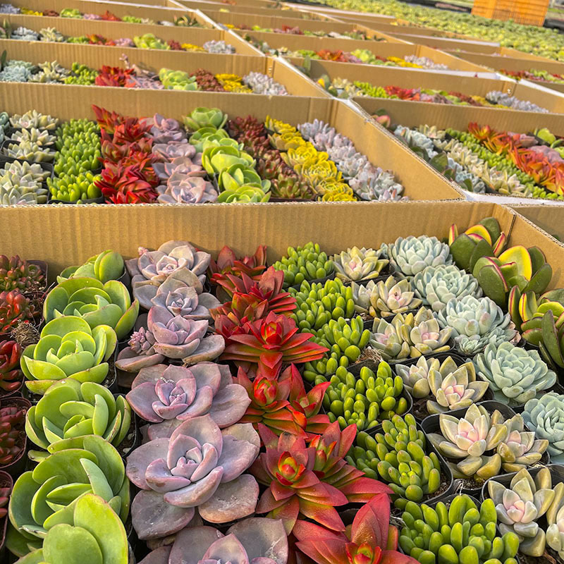 Succulent Base Succulent Plant Wholesale Rainbow Box Stall Succulent Plant Combination Succulent Plant with Pot Free Shipping